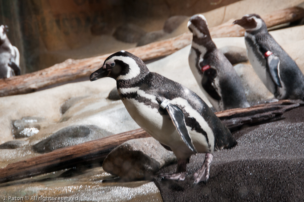 Monterey Bay Aquarium   Monterey, California