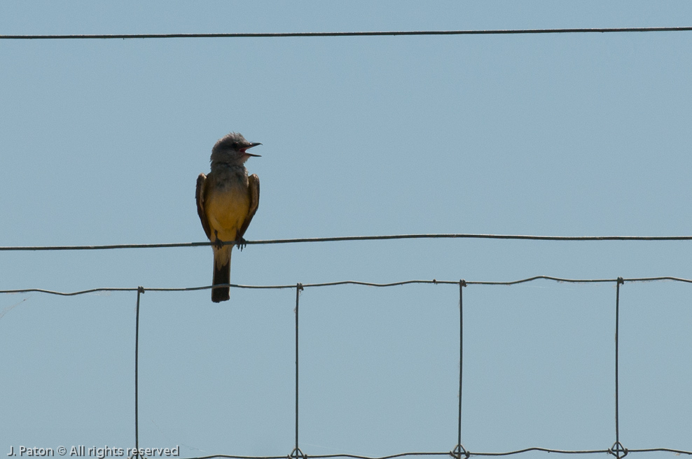 Western Kingbird?   San Luis National Wildlife Refuge, California