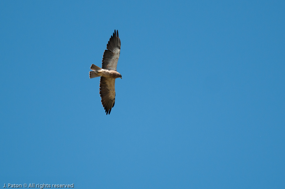 Swainson's Hawk   Merced National Wildlife Refuge, California