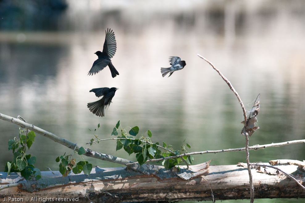 Black Phoebe?   Merced National Wildlife Refuge, California