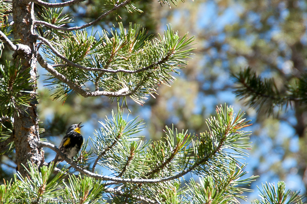 Yellow-rumped Warbler   Lembert Dome, Yosemite National Park, California