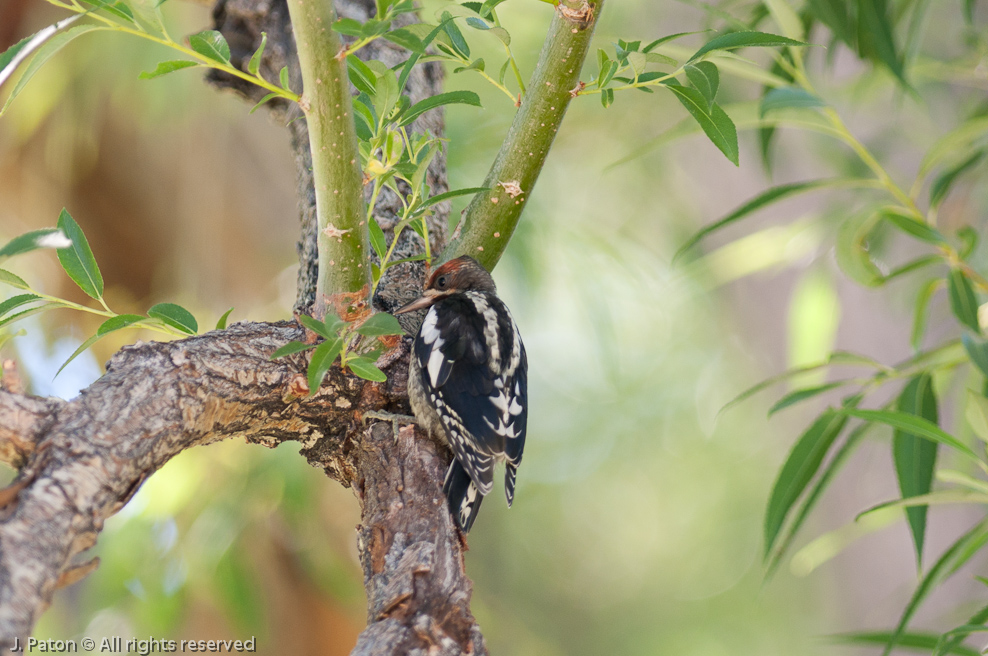 Juvenile Acorn Woodpecker   Mono Lake County Park, California