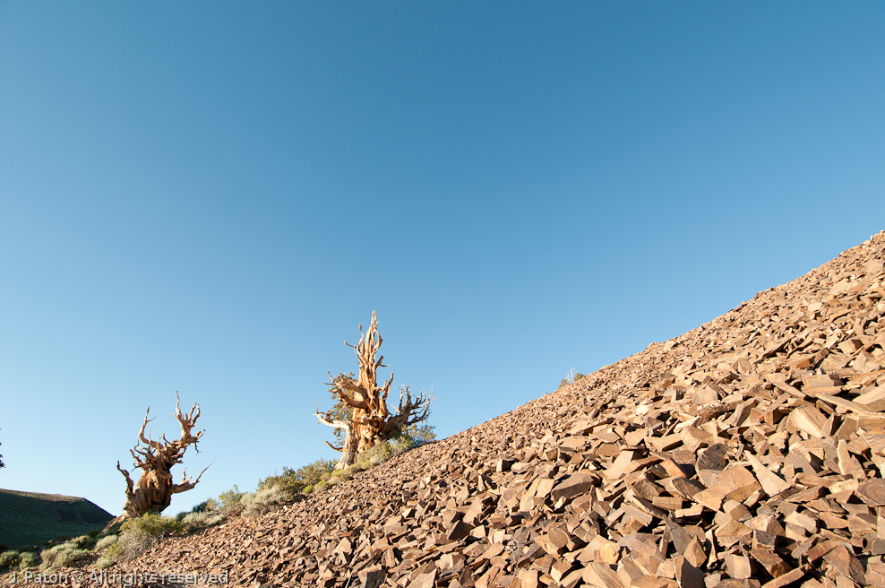 Initial Spot   Discovery Trail,  Schulman Grove, Inyo National Forest, California