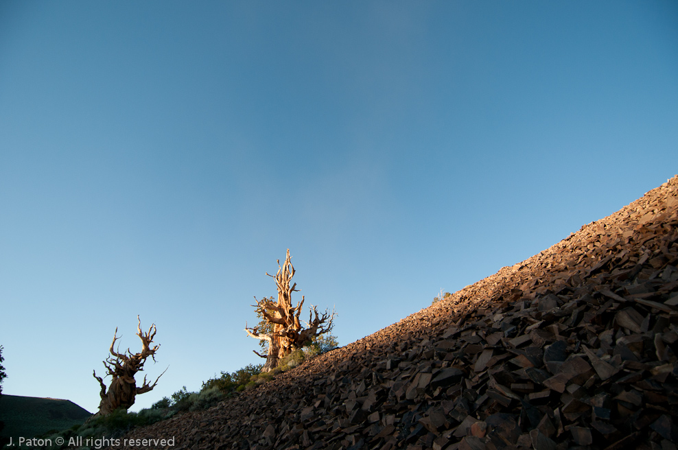 Shadows   Discovery Trail,  Schulman Grove, Inyo National Forest, California