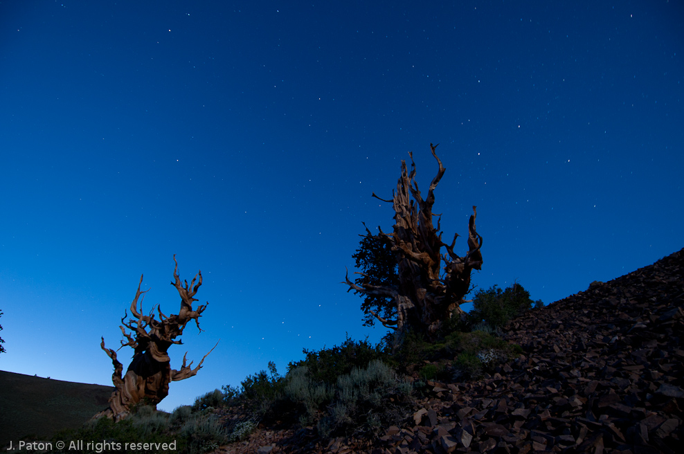 Finally, Some Stars   Discovery Trail,  Schulman Grove, Inyo National Forest, California