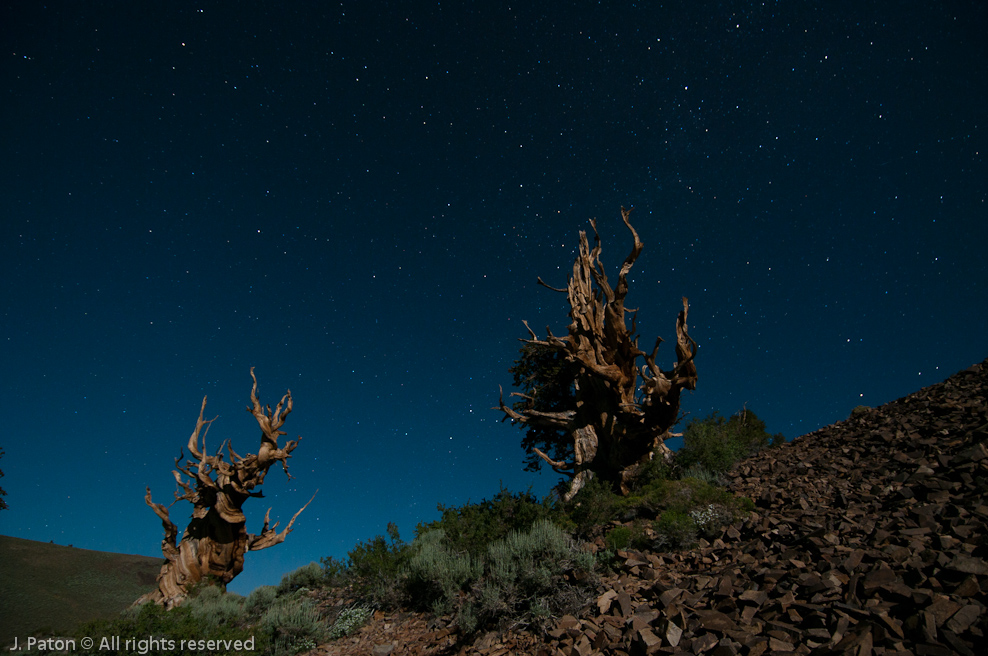 Bristlecone Pine and Night Sky Illuminated by Moonlight   Discovery Trail,  Schulman Grove, Inyo National Forest, California