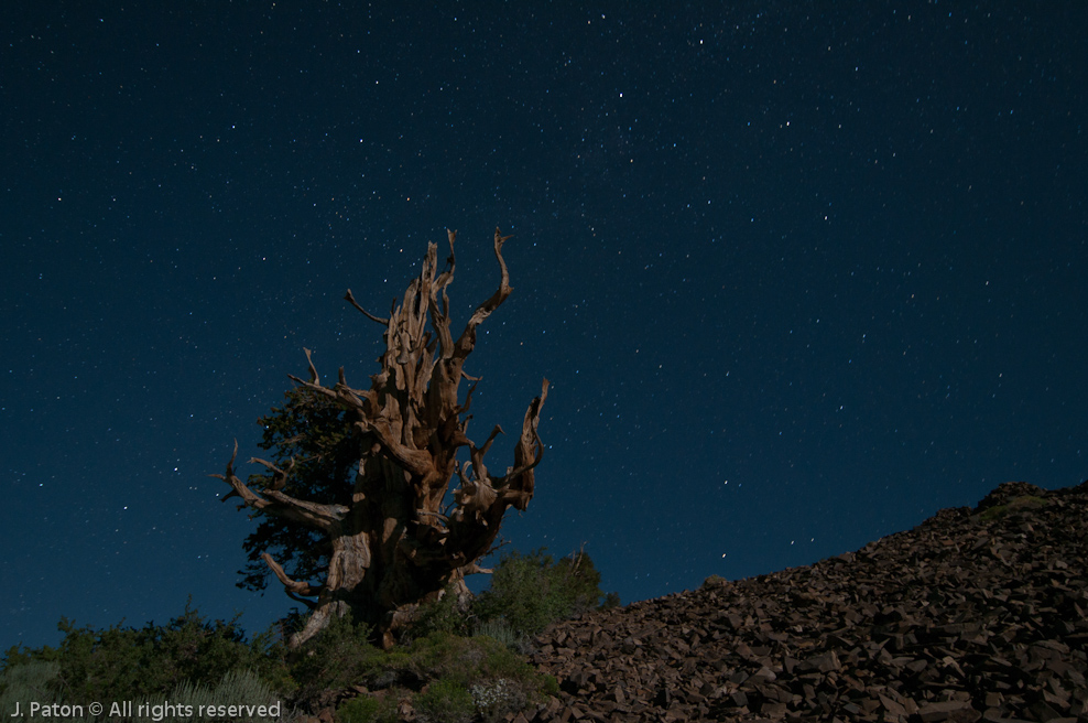 Another View   Discovery Trail,  Schulman Grove, Inyo National Forest, California