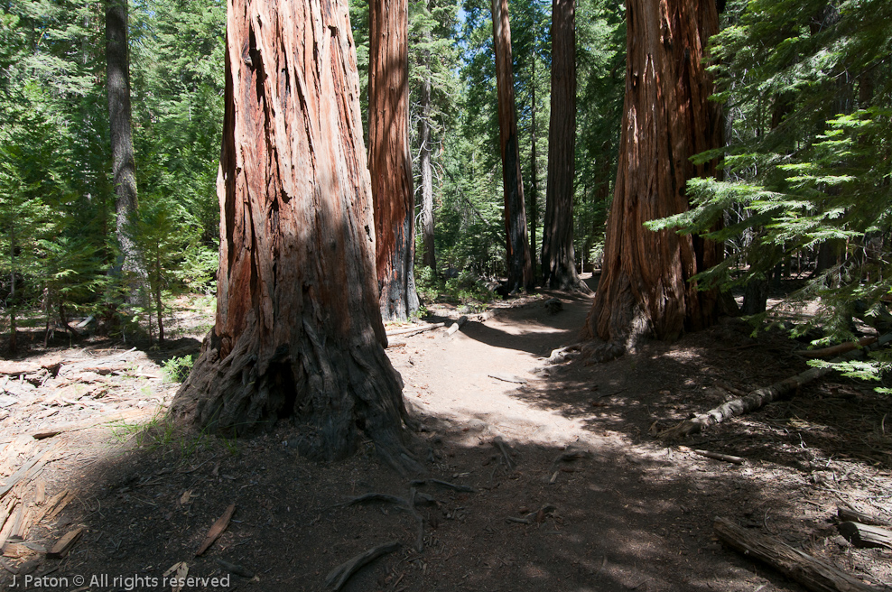 Large Trees   Yosemite National Park, California