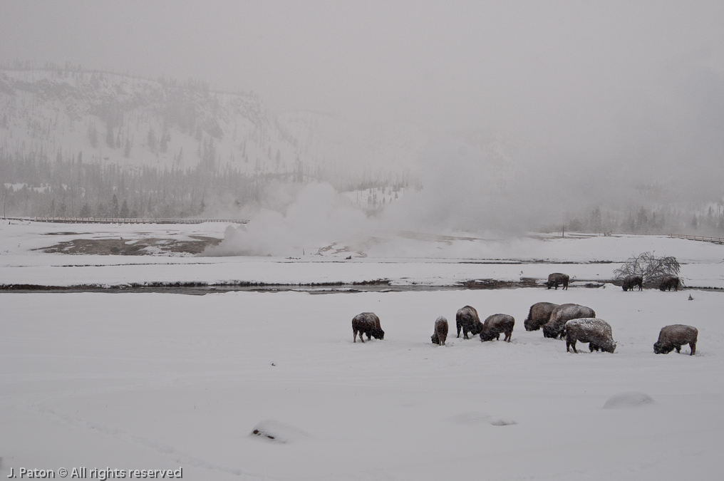Bison near Biscuit Basin   Old Faithful Area, Yellowstone National Park, Wyoming