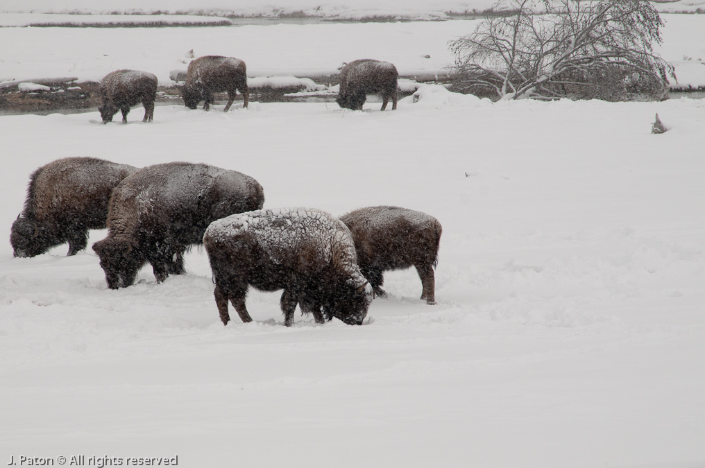    Old Faithful Area, Yellowstone National Park, Wyoming