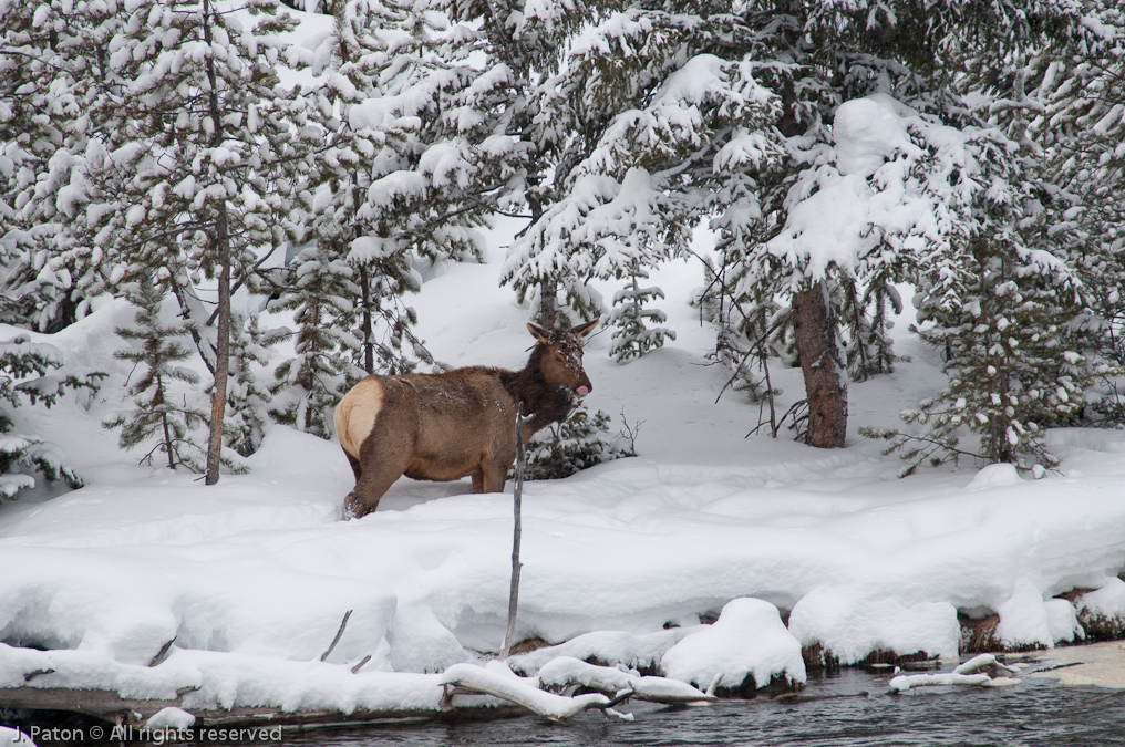Elk Across River   Near Madison Junction, Yellowstone National Park, Wyoming