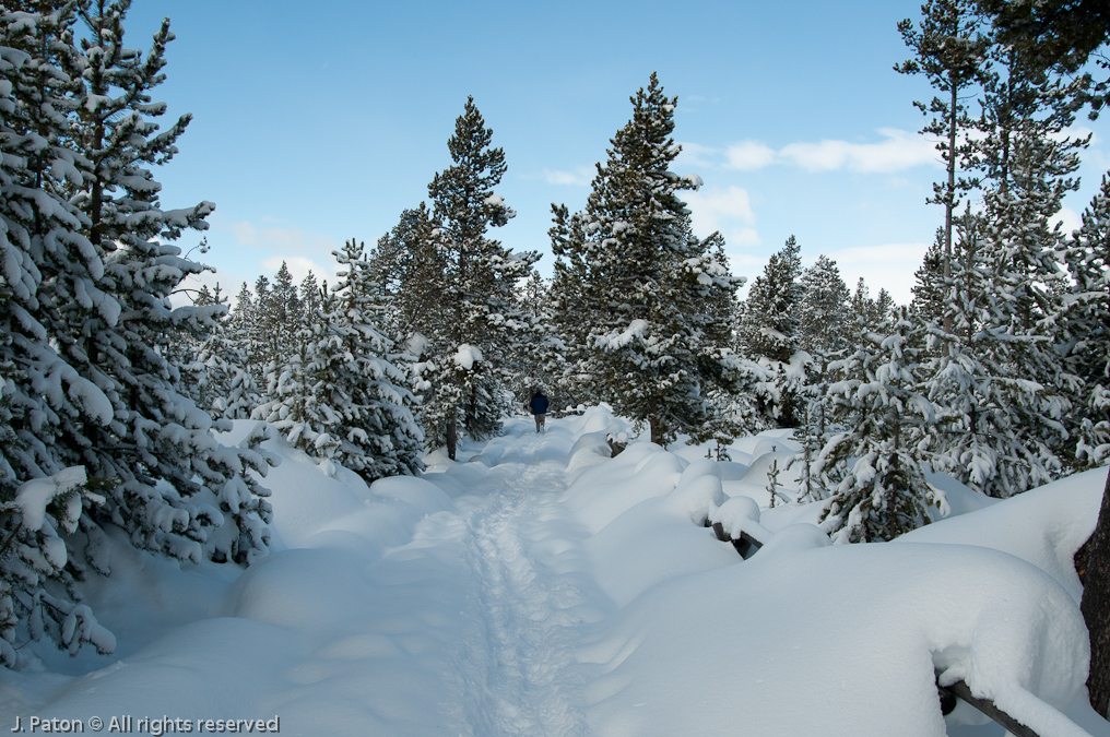 Walking out to the view point at Norris Geyser Basin   Norris Geyser Basin, Yellowstone National Park, Wyoming