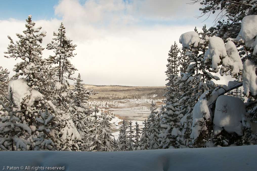 Norris Geyser Basin Through the Trees   Norris Geyser Basin, Yellowstone National Park, Wyoming