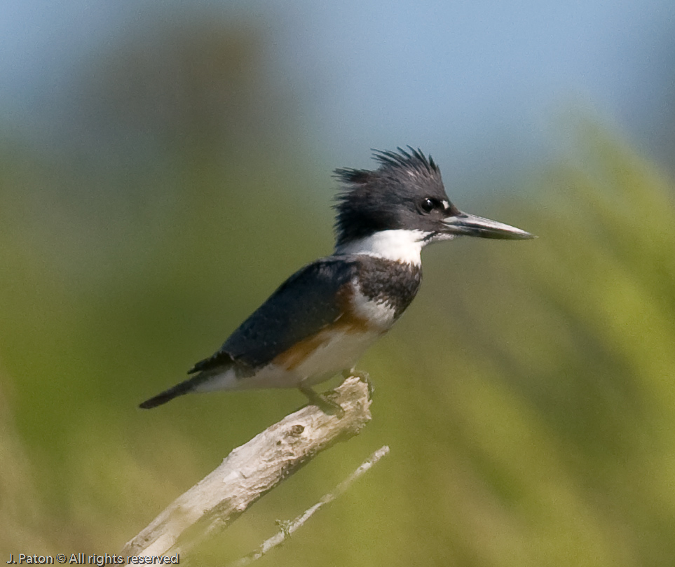 Belted Kingfisher   Scrub Ridge Trail, Merritt Island Wildlife Refuge