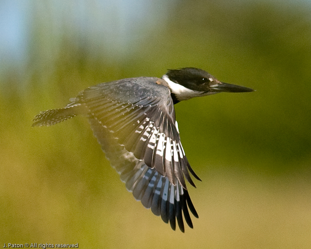 Belted Kingfisher   Scrub Ridge Trail, Merritt Island Wildlife Refuge