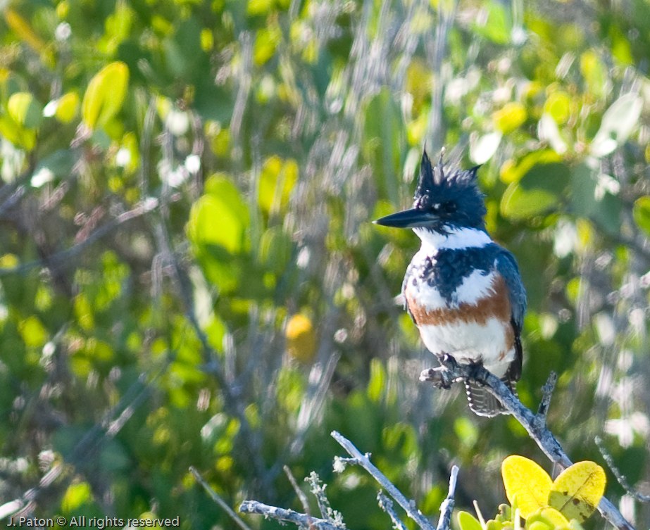 Belted Kingfisher   Black Point Drive, Merritt Island Wildlife Refuge, Florida