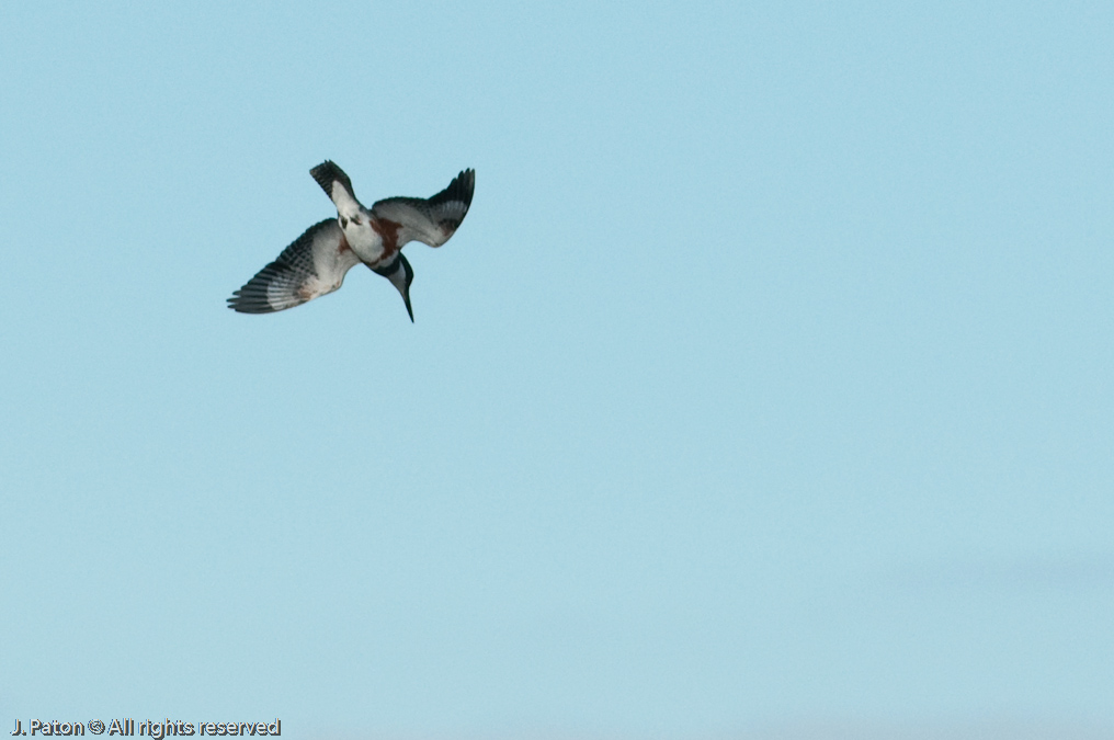 Hovering Belted Kingfisher Beginning Its Dive   Viera Wetlands, Florida