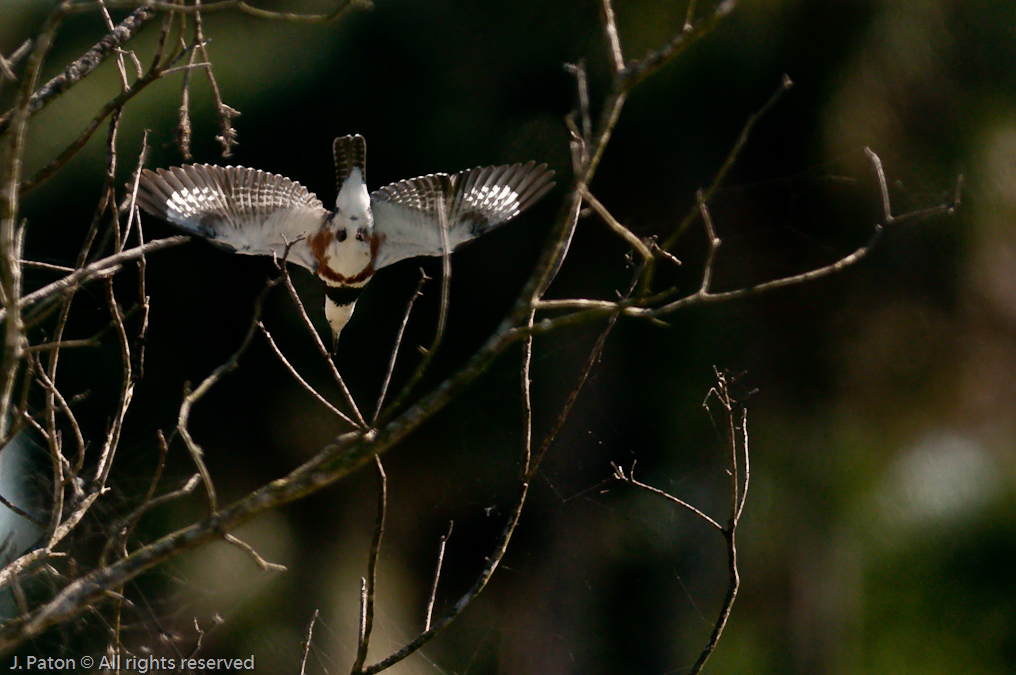 Belted Kingfisher   Moccasin Island Tract, River Lakes Conservation Area, Florida