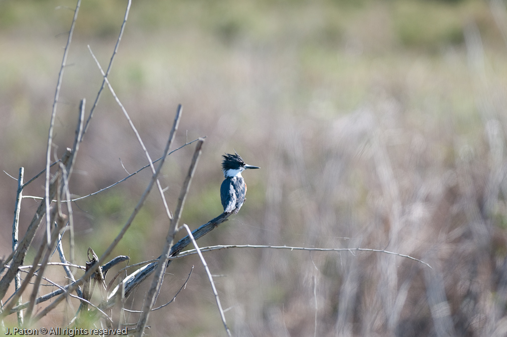    Moccasin Island Tract, River Lakes Conservation Area, Florida