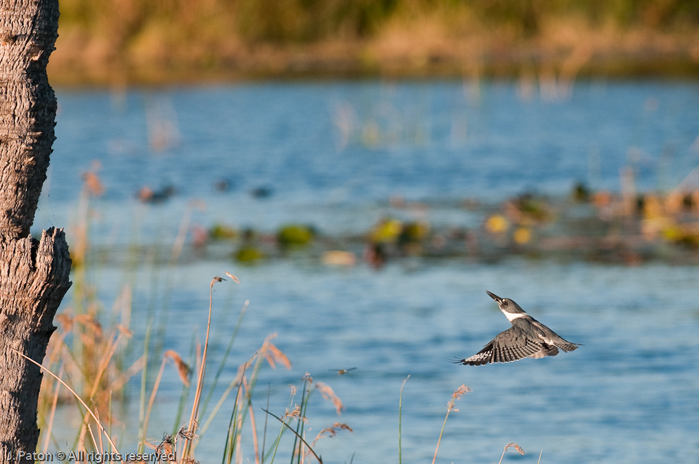 Belted Kingfisher   Viera Wetlands, Florida