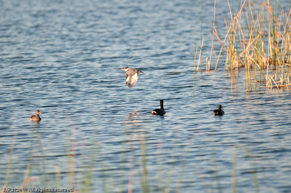    Viera Wetlands, Florida