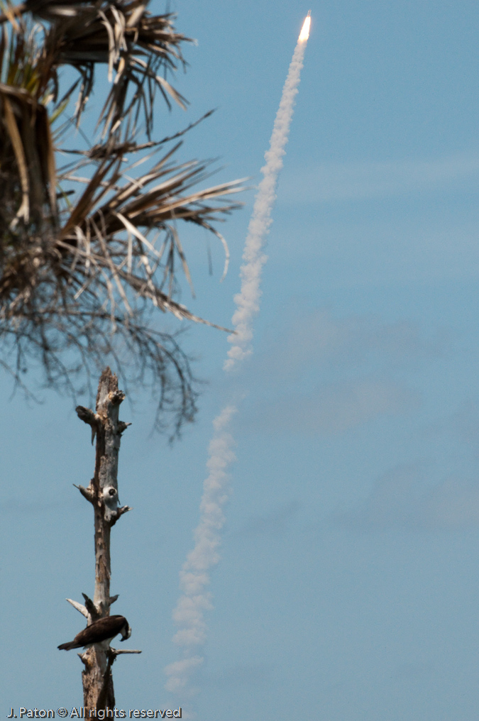 Shuttle and Osprey; Space Shuttle Atlantis's final mission  (STS-132)   Viera Wetlands, Florida