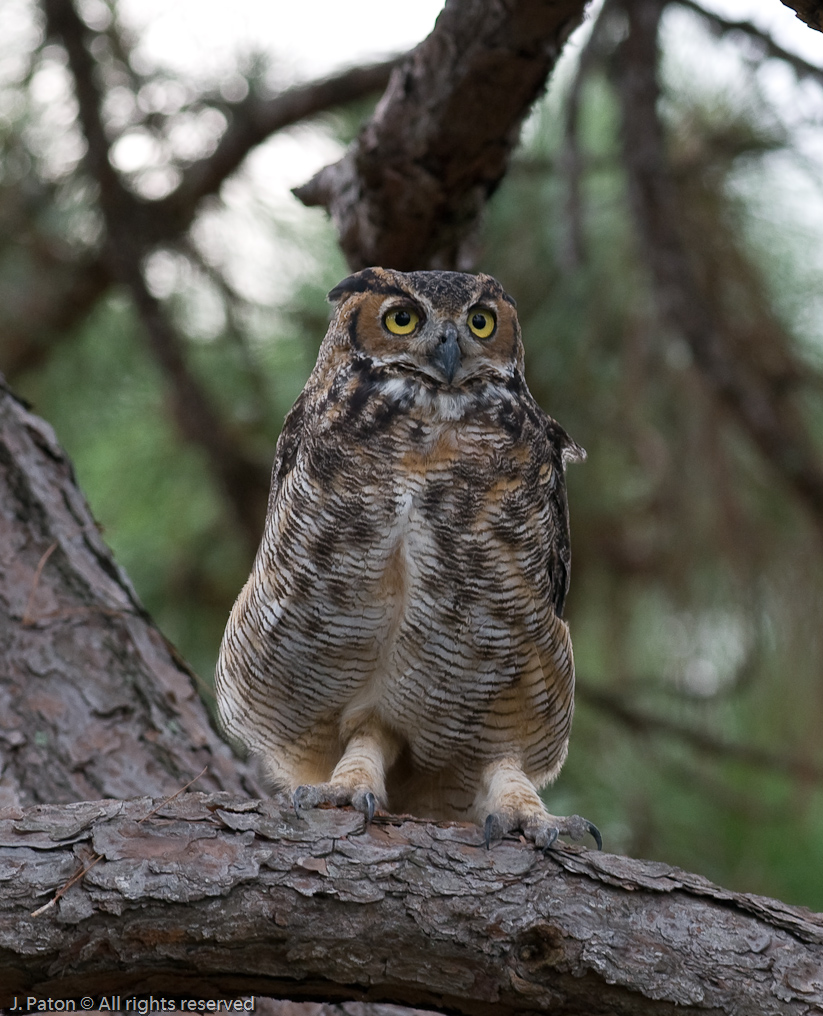 Great Horned Owl?   Melbourne, Florida