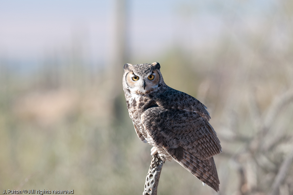 Great Horned Owl   Arizona-Sonora Desert Museum, Tucson, Arizona