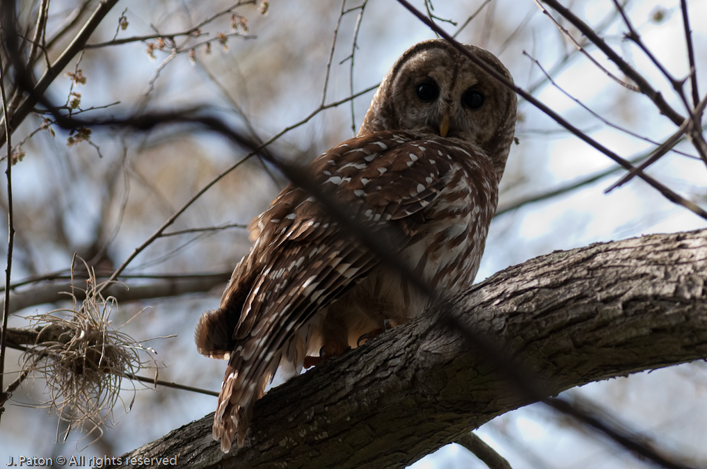 Barred Owl   Oak Hammock Trail, Merritt Island National Wildlife Refuge, Florida