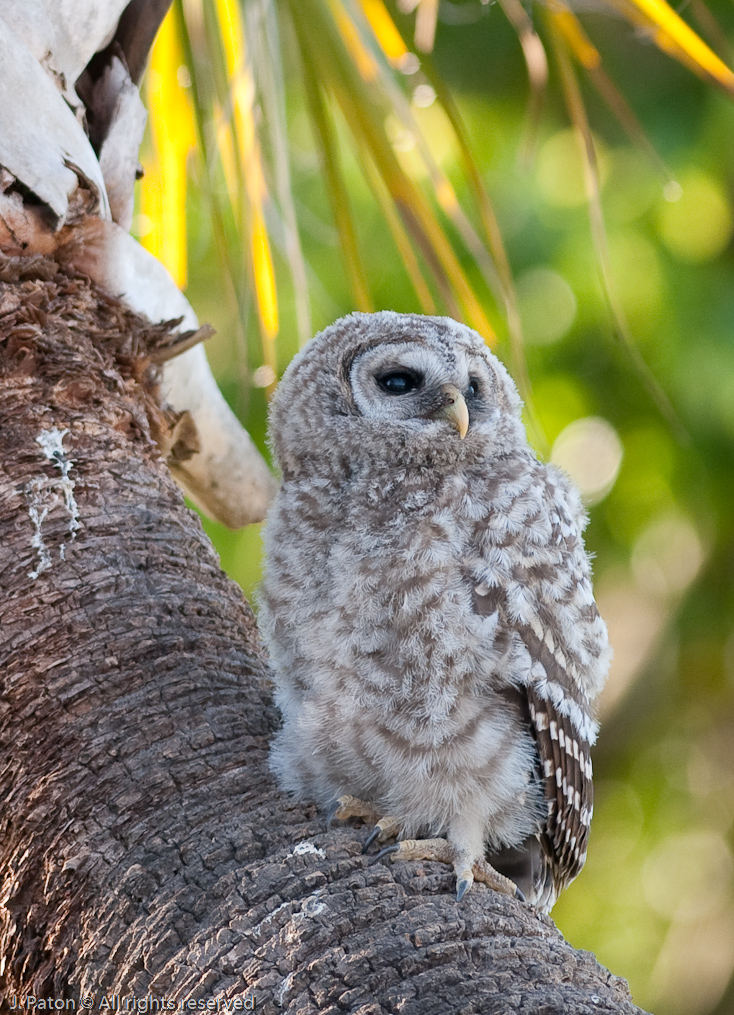 Barred Owl Chick   Gatorland, Kissimmee, Florida