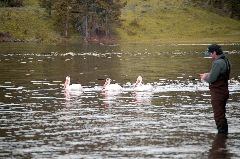 White Pelicans   Yellowstone Lake, Yellowstone National Park