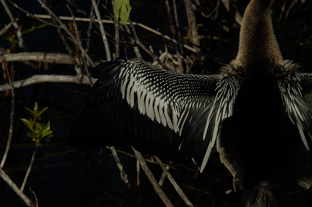    Everglades National Park