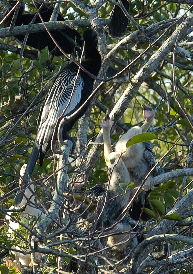    Everglades National Park