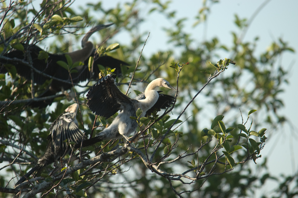    Everglades National Park