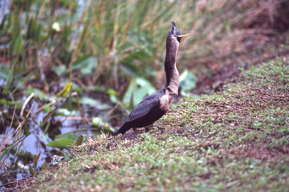 Anhinga   Everglades National Park