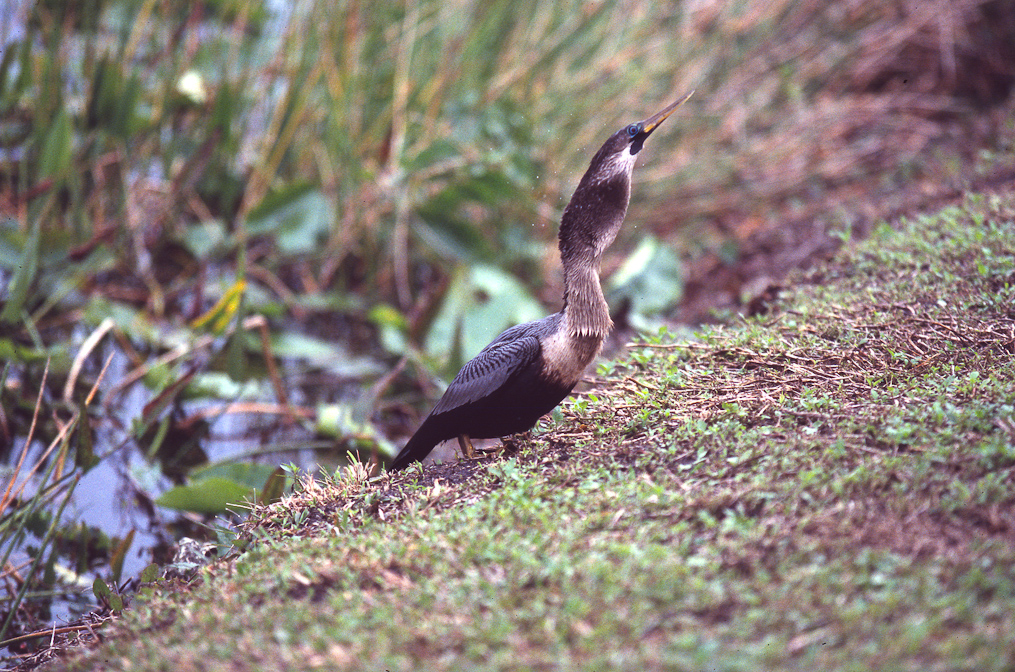 Anhinga   Everglades National Park