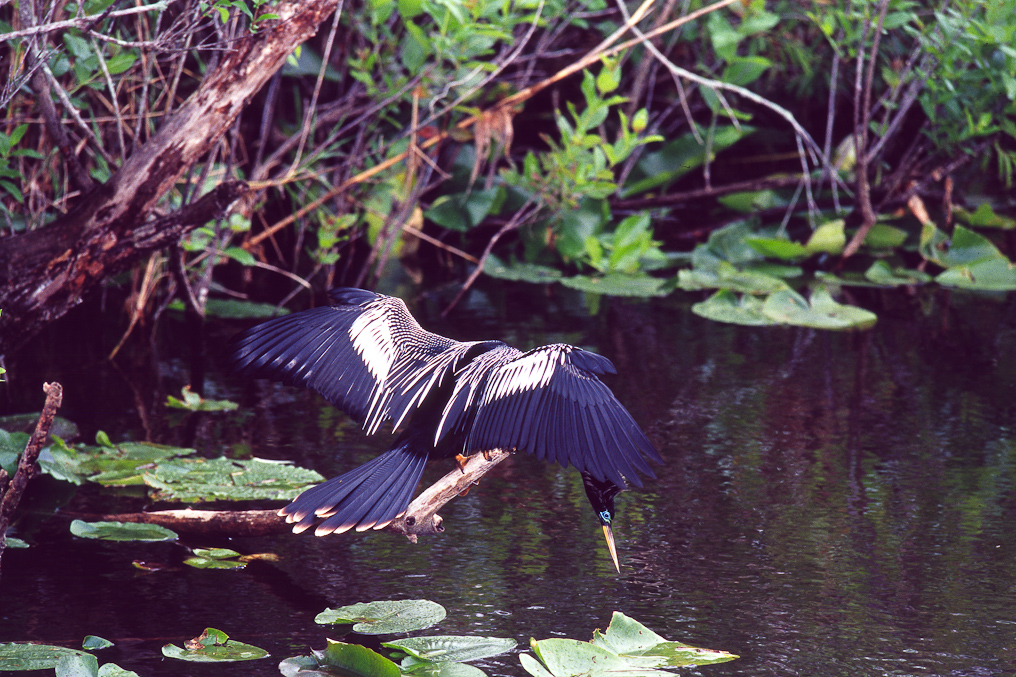 Anhinga   Everglades National Park