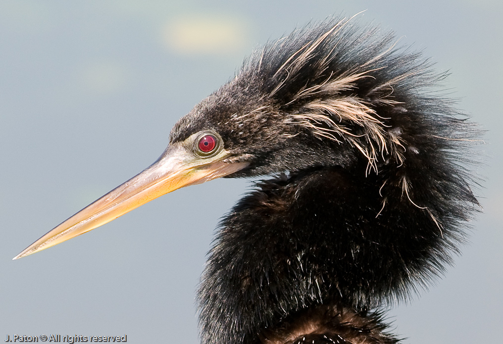 Anhinga   Viera Wetlands