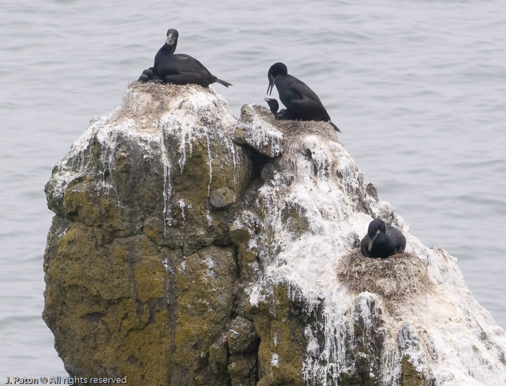 Brandt's Cormorant Nesting   Yaquina Head