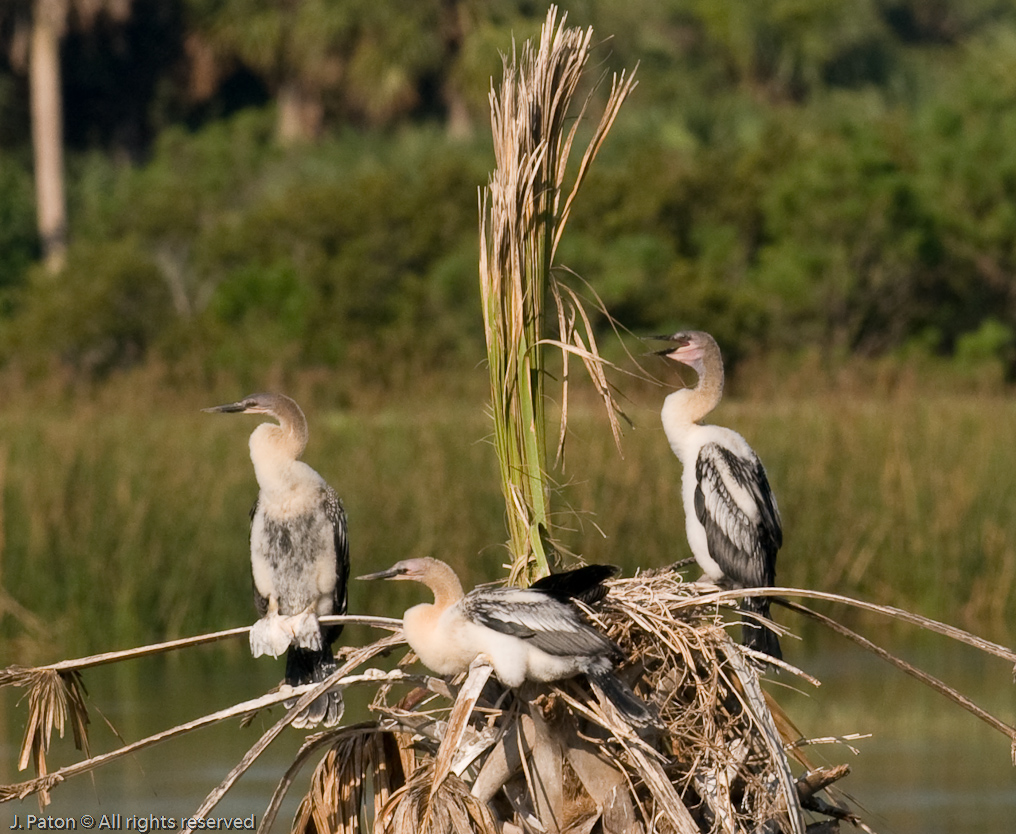 Anhinga Chicks   Viera Wetlands