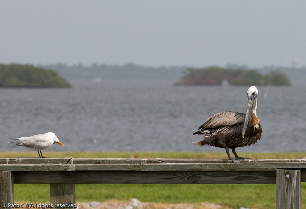 Giving a Pelican a Hard Look   Port Canveral, Florida