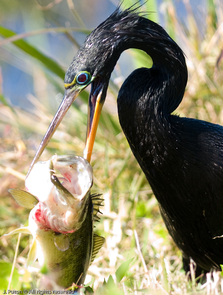 Anhinga and Fish   Viera Wetlands, Florida