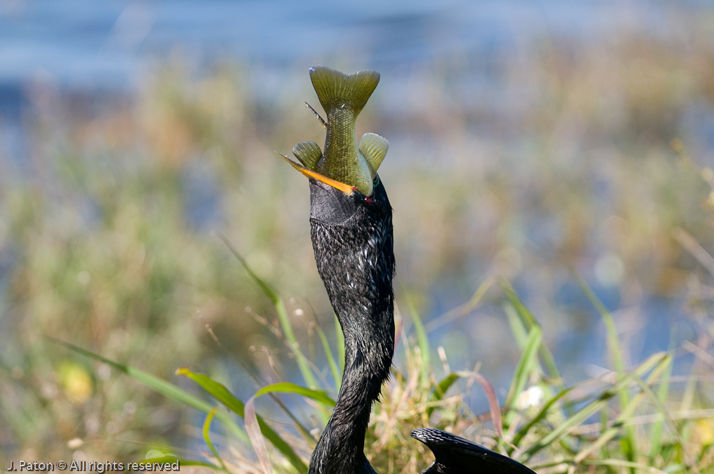 Anhinga and Fish   Viera Wetlands, Florida