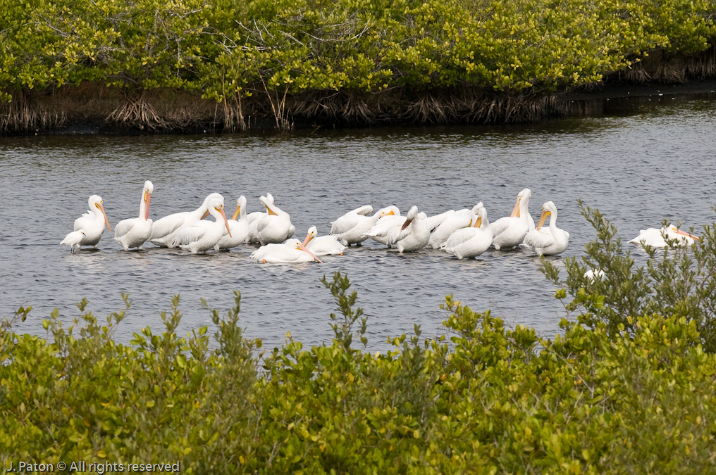    Black Point Drive, Merritt Island Wildlife Refuge, Florida