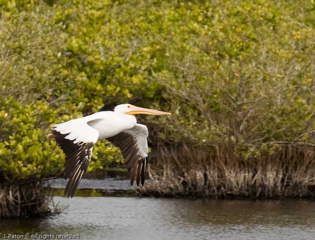 White Pelican in Flight   Black Point Drive, Merritt Island Wildlife Refuge, Florida