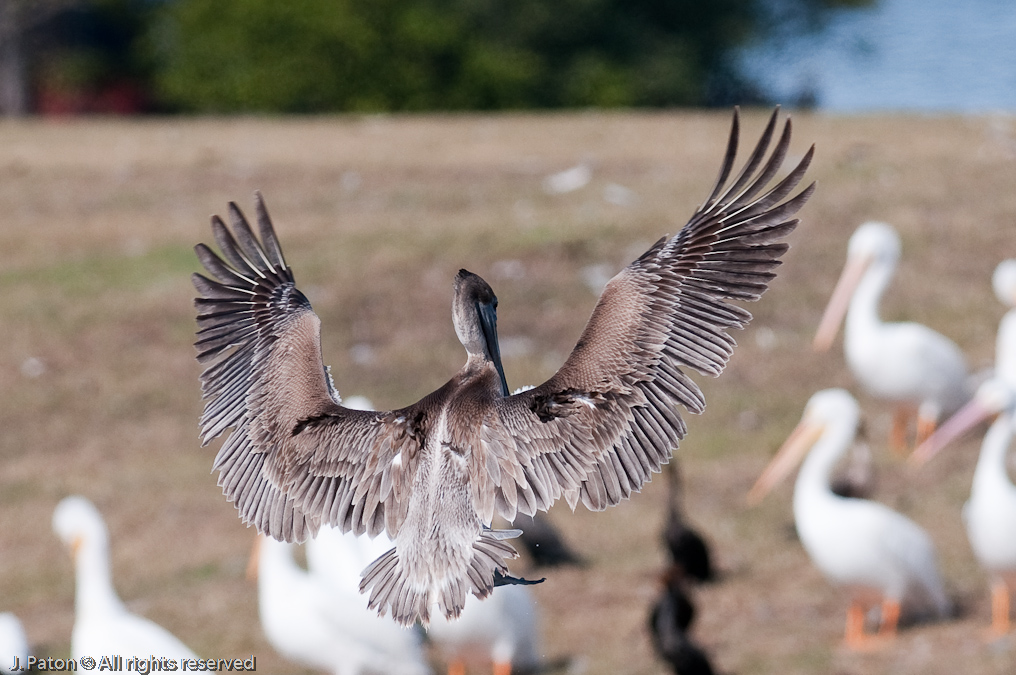 Brown Pelican Landing  