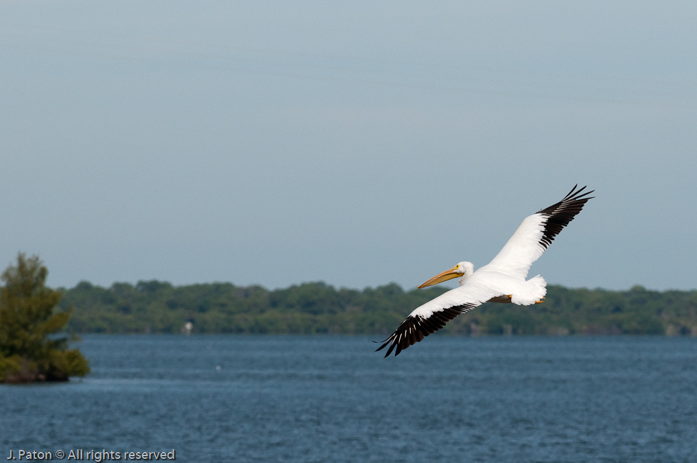 White Pelican  