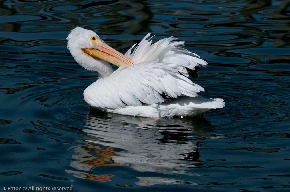 White Pelican  