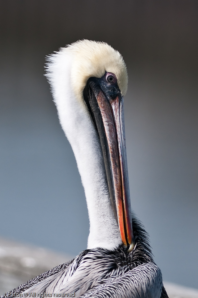 Brown Pelican  