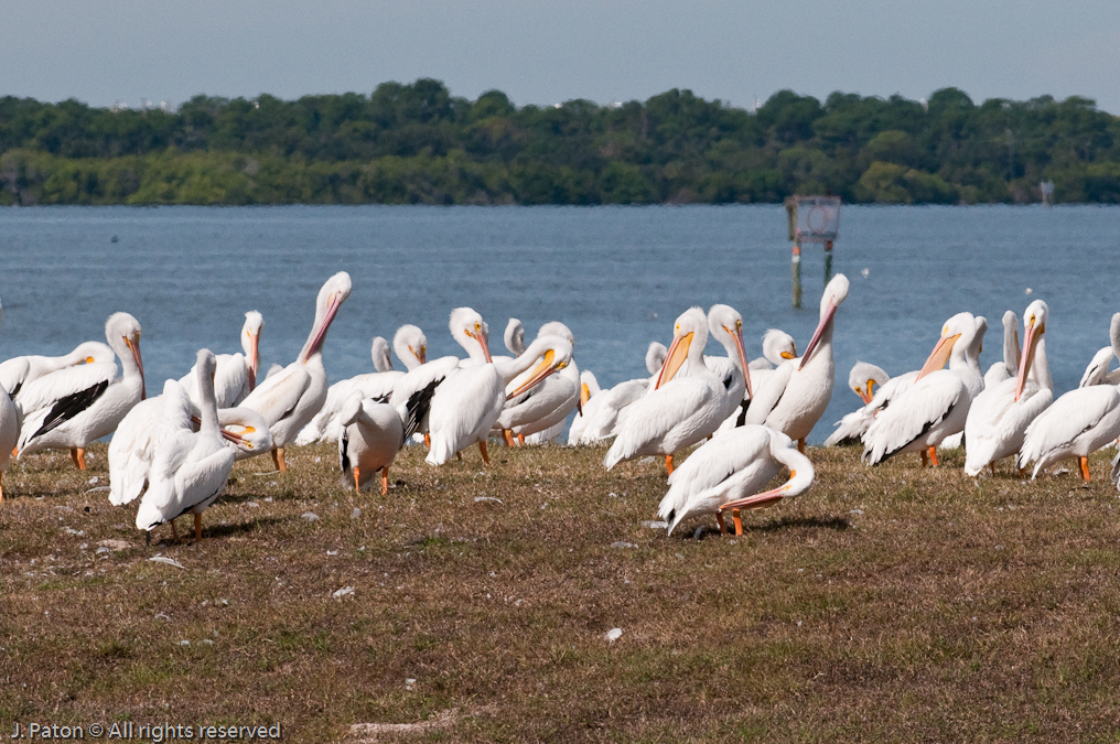 White Pelicans  